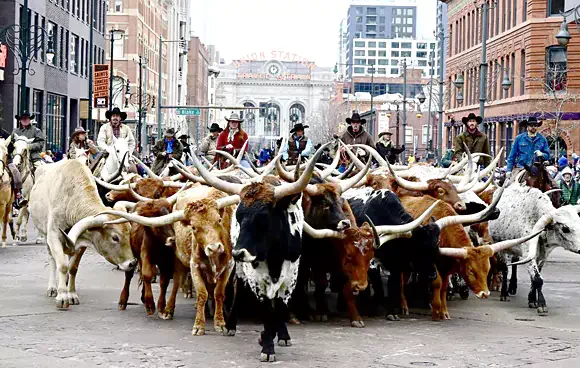 National Western Stock Show 